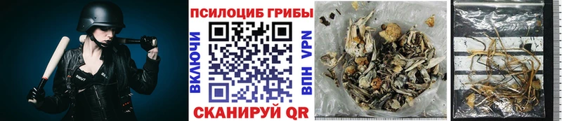 Псилоцибиновые грибы мицелий  Старица 